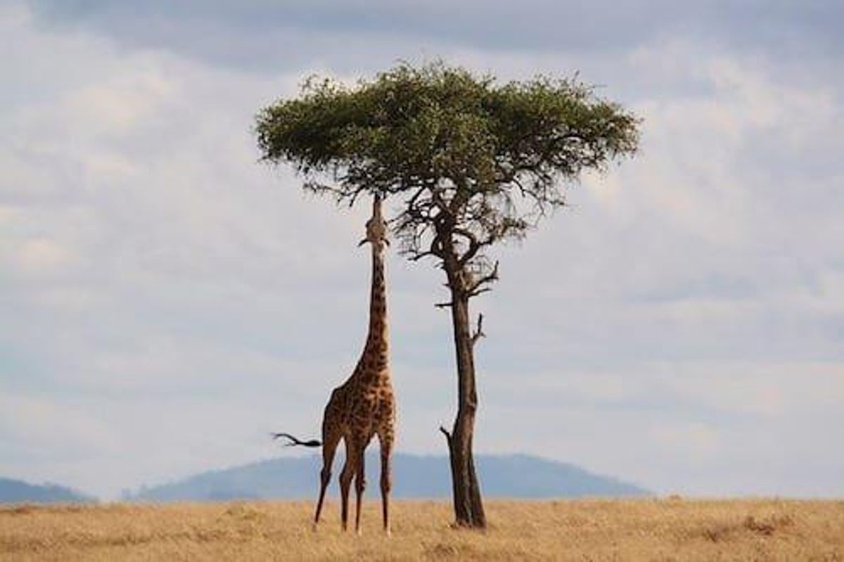 Giraffe reaching for leaves on a tall tree in a vast, open savannah landscape.