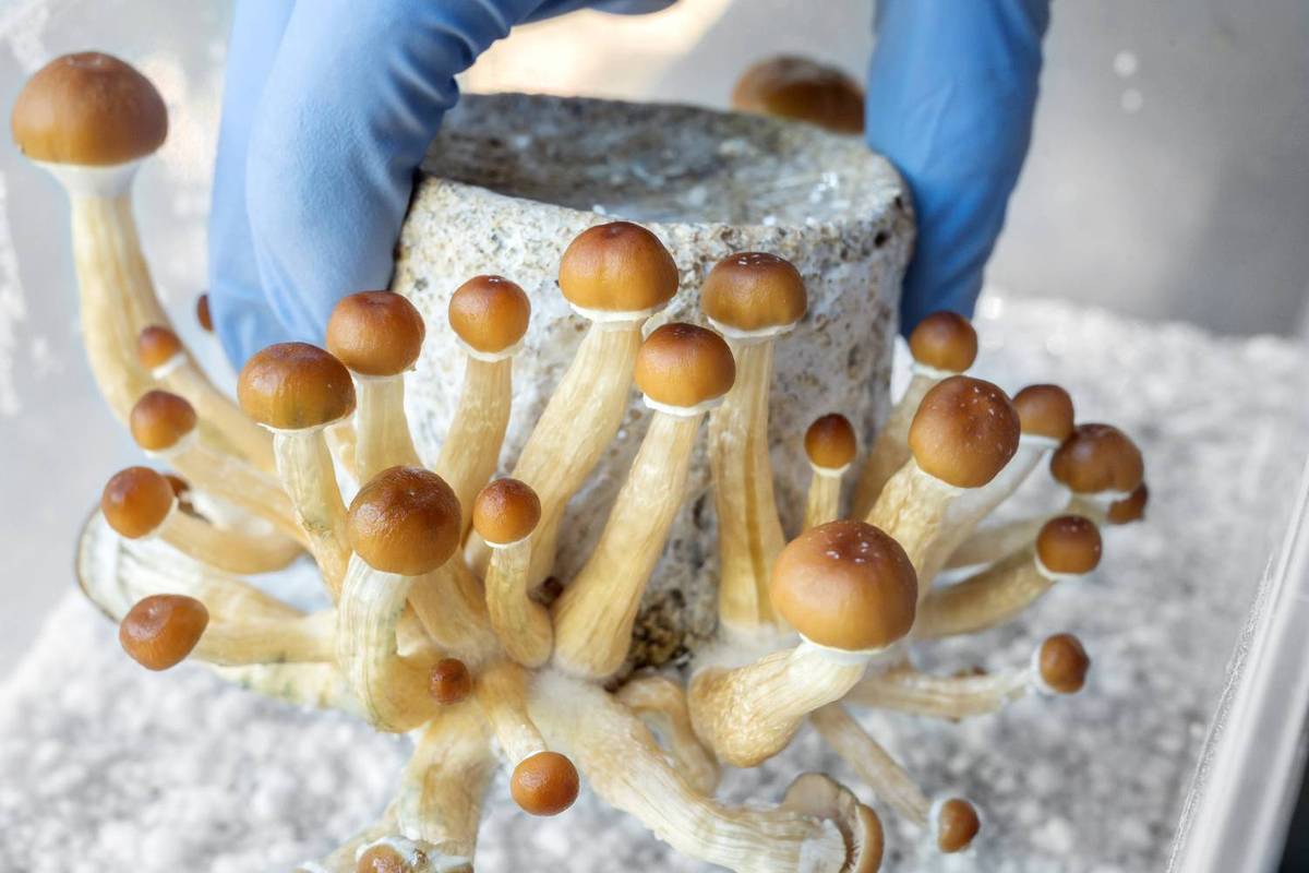 Gloved hand holds a cluster of brown mushrooms growing from a gray substrate block.