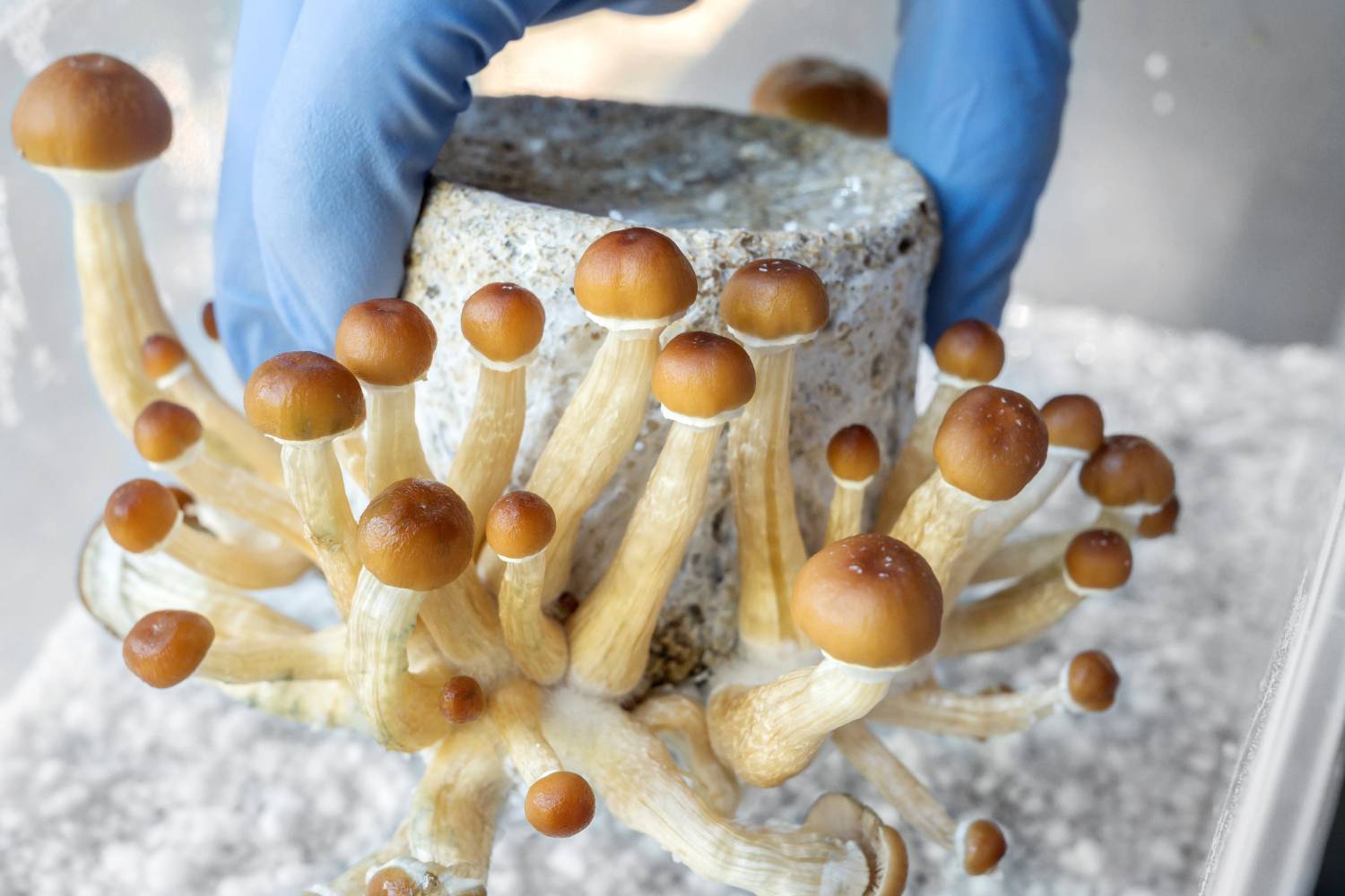 Gloved hand holds a cluster of brown mushrooms growing from a gray substrate block.