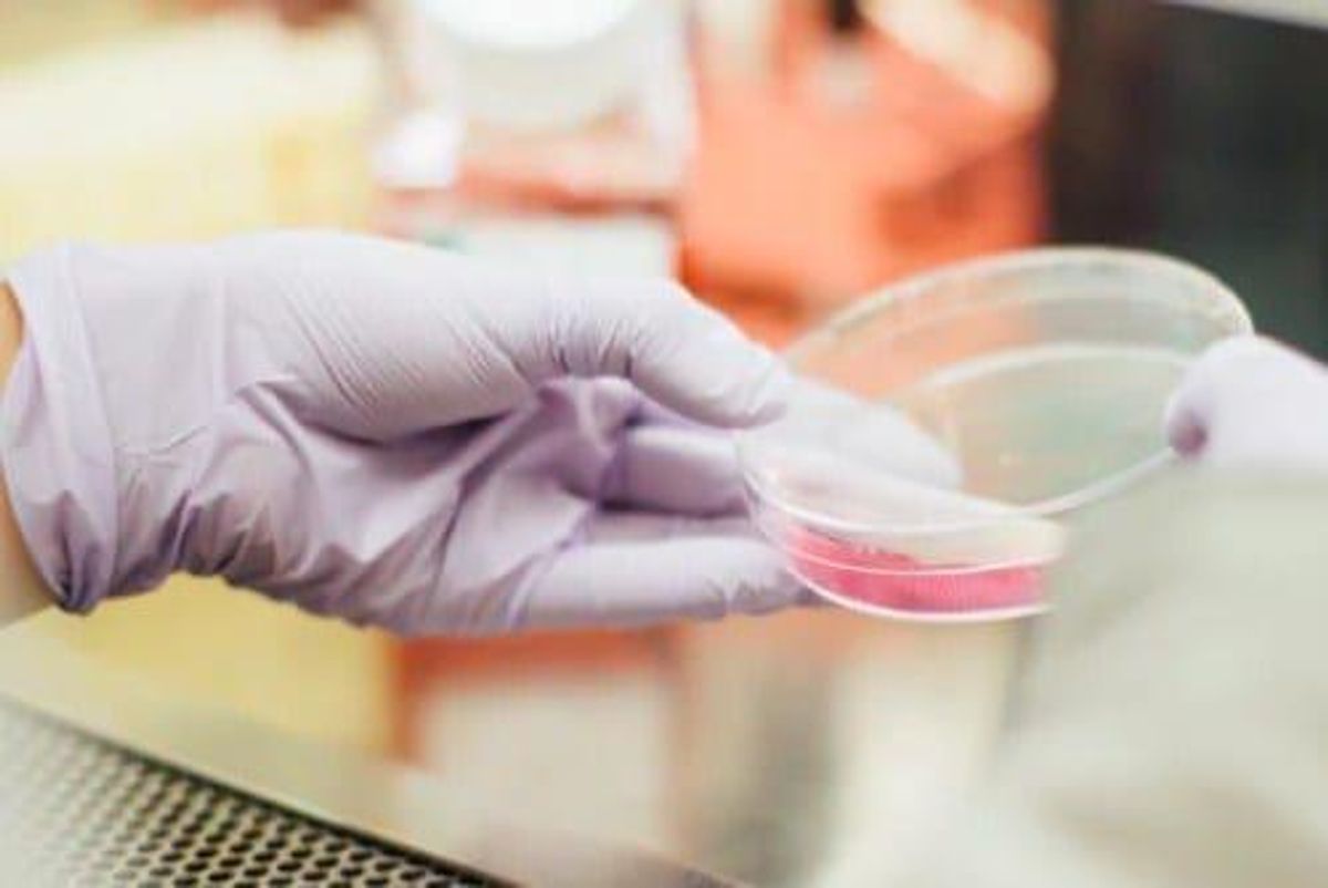 gloved hands holding petri dish in lab