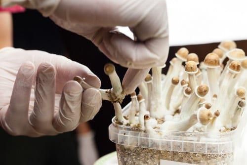 gloved hands removing psychedelic mushrooms from container