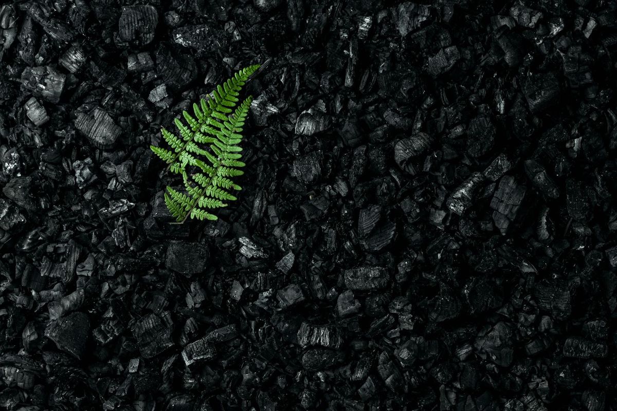 Green fern leaf on a bed of black charcoal pieces.