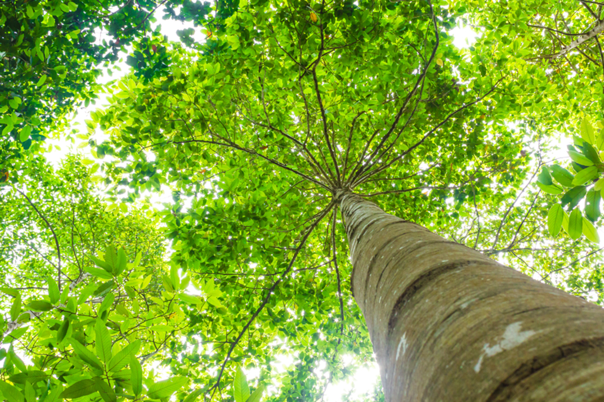 green tree canopy