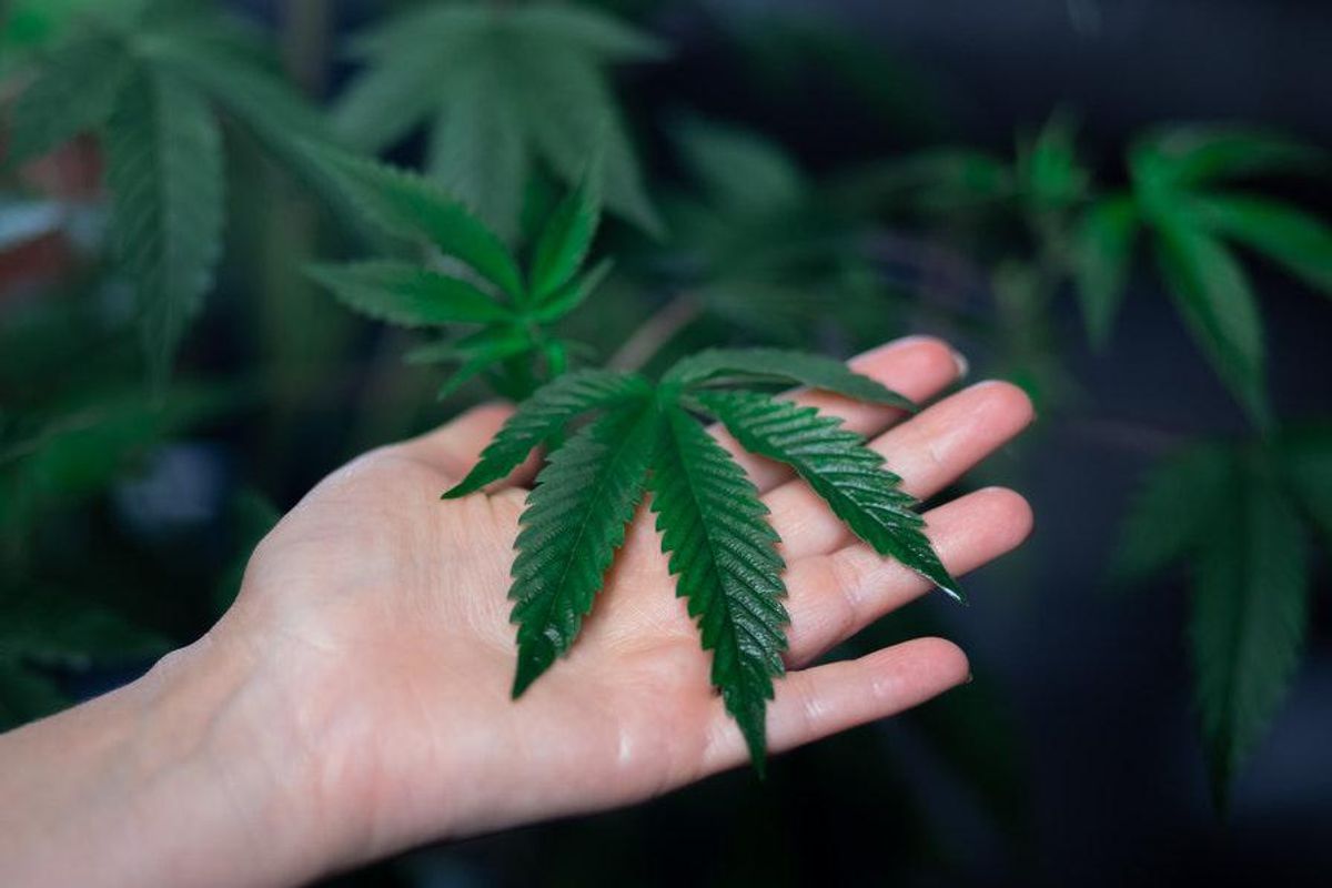 hand holding a cannabis plant