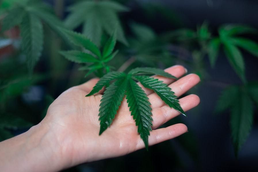 hand holding a cannabis plant