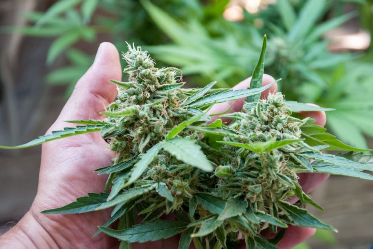 hand holding cannabis plant