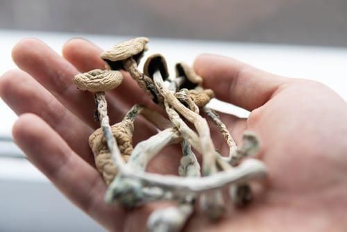 hand holding dried magic mushrooms