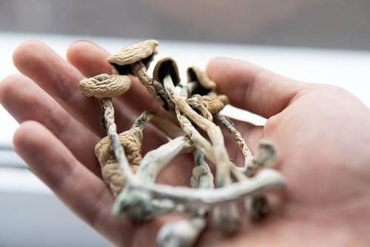 hand holding dried psychedelic mushrooms