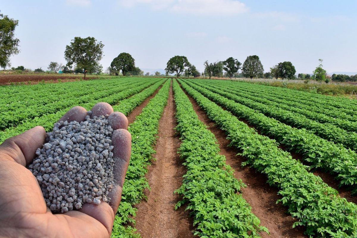 Hand holding fertilizer with field in background.