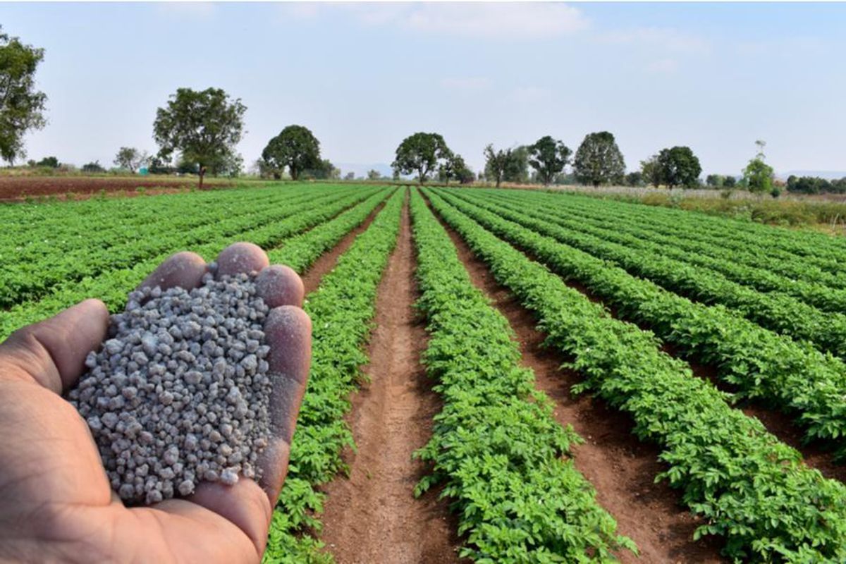 hand holding phosphate, camera perspective overlooking field with plants