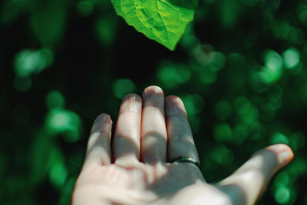 hand with leaf