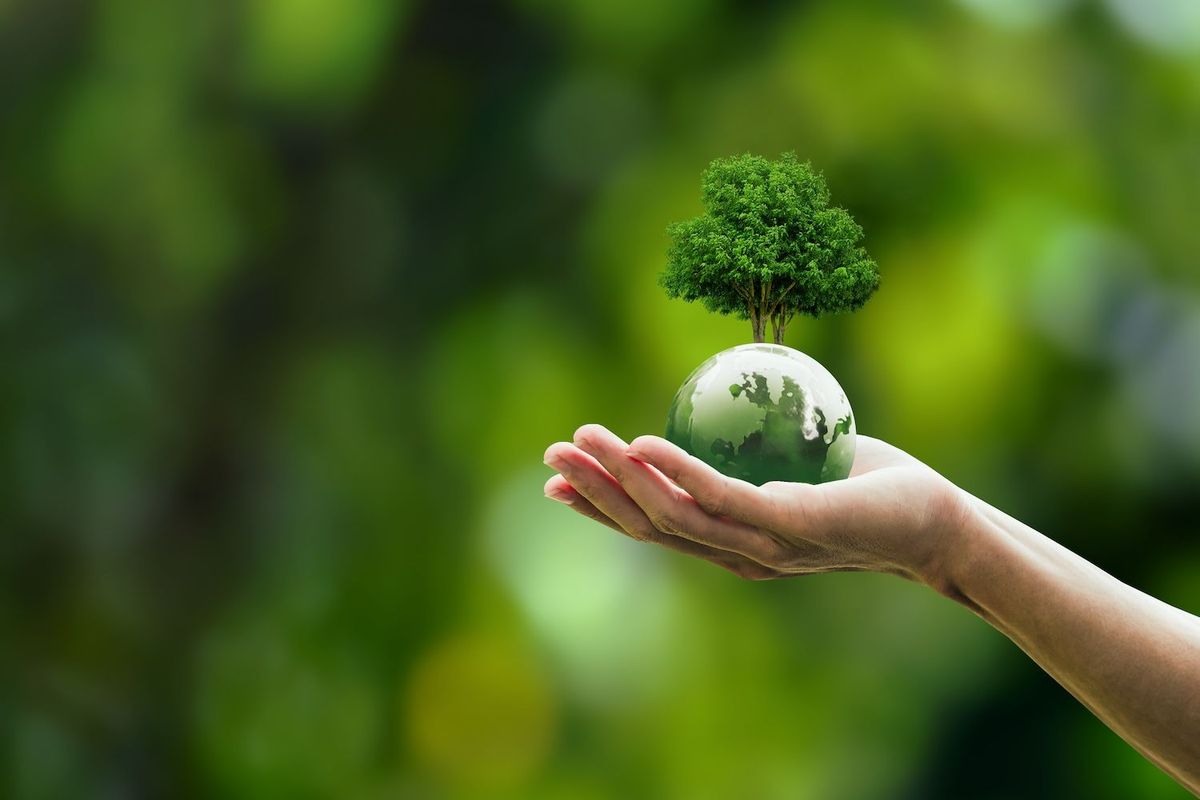Hands holding small globe with tree growing on top.