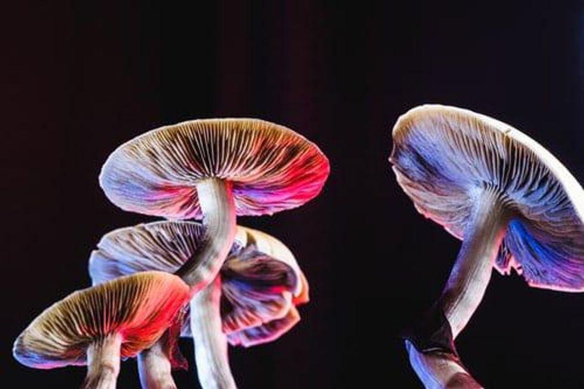 illuminated mushrooms