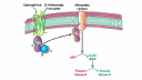 marvel biosciences c