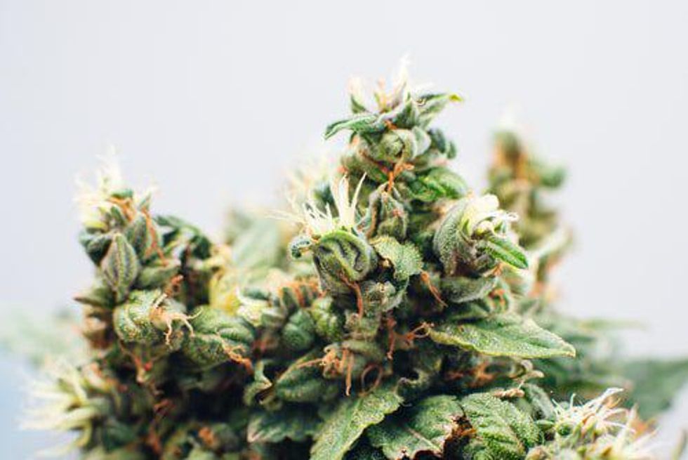 Cannabis Weekly Round-Up: Tilray Asks for Investor Support