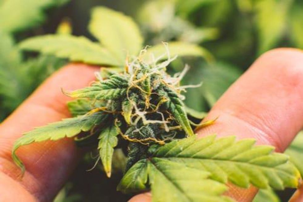 US Focus Could Drive M&A for Canadian Cannabis Operators