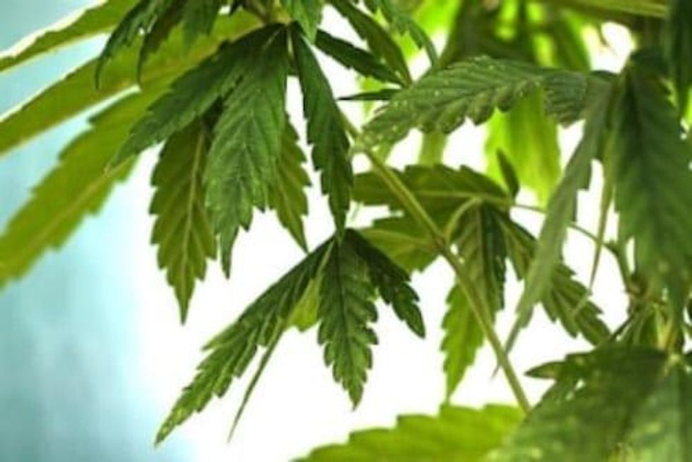 CSE Marijuana Stocks