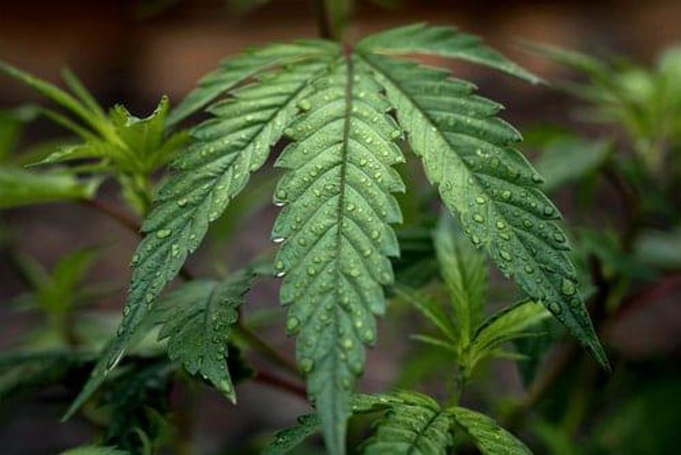 Cannabis Weekly Round-Up: Aphria and Tilray Tie the Knot