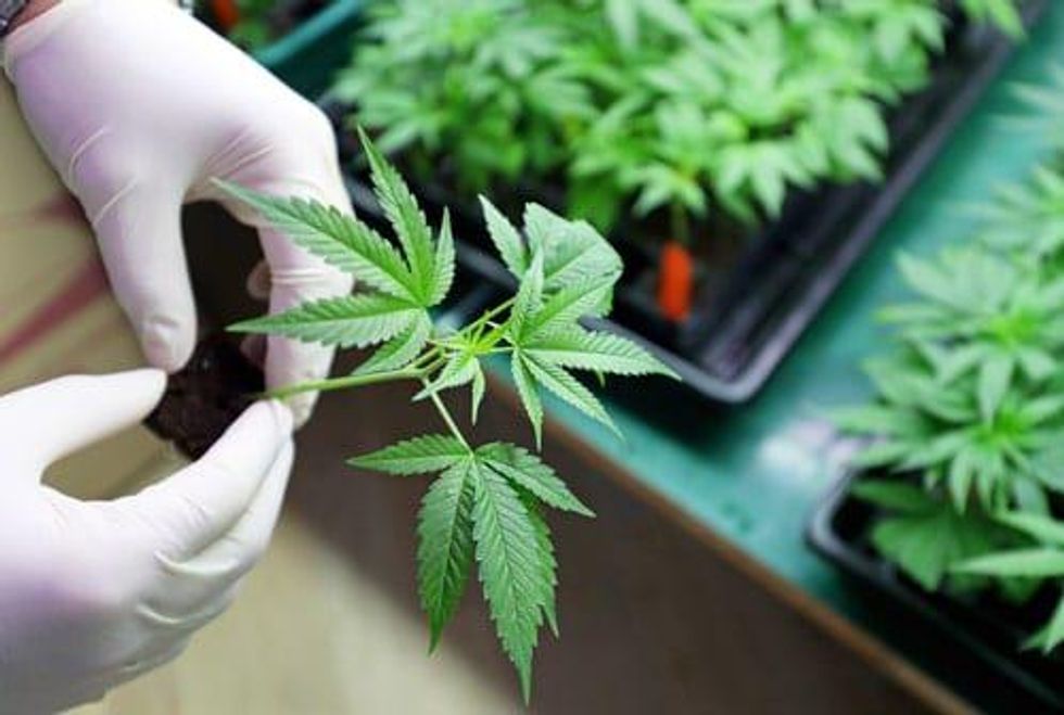 Cannabis Weekly Round-Up: More Cuts for Canadian Market