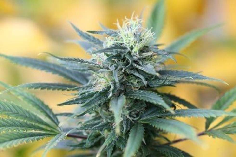 Cannabis ETFs - Should You Invest?