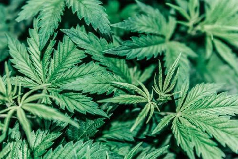 Cannabis SPACs Offer ‘Free Look’ at Market, Says CEO