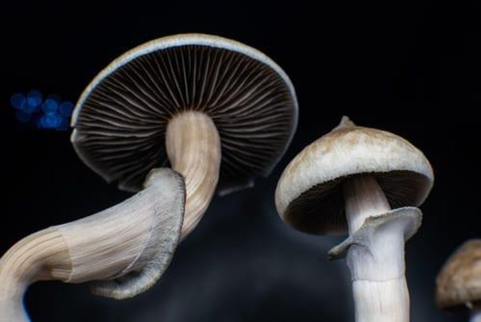 Psychedelics Make an Impression at Prohibition Partners LIVE