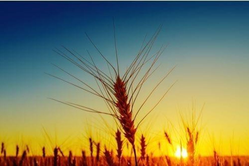 BHP Expects “Mega Trends” to Drive Potash Demand Growth