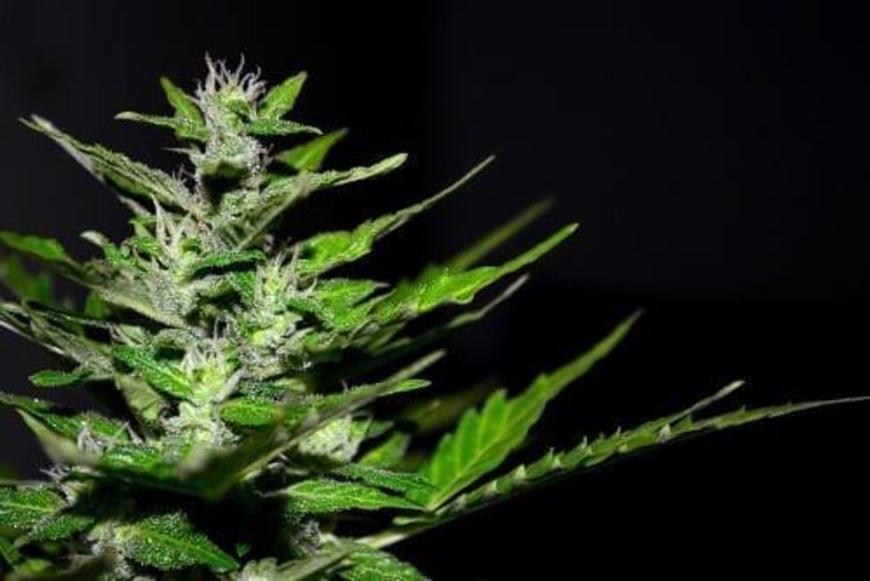 Cannabis Stocks on the CSE25 Index