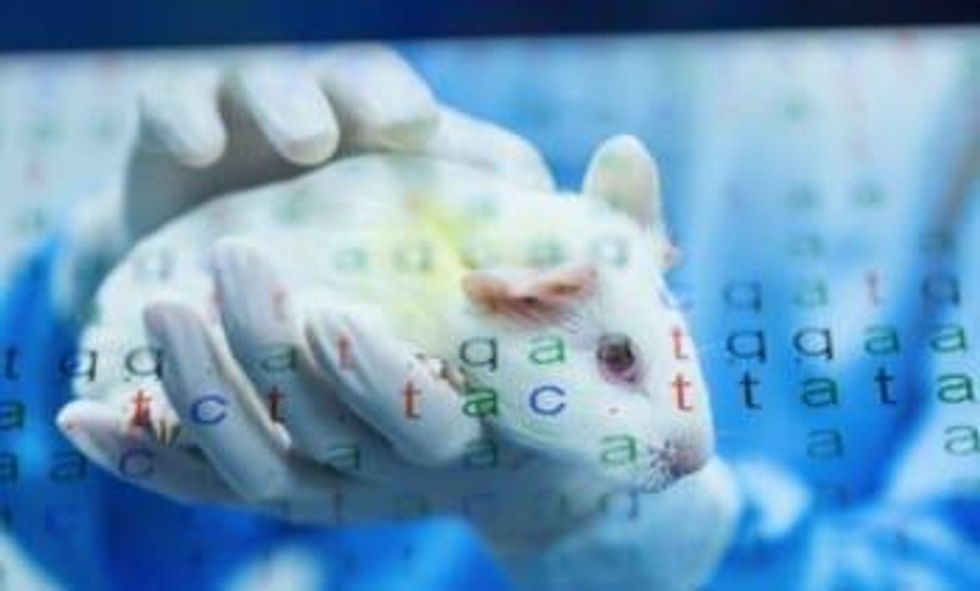 An Introduction to the Animal Genetics Market