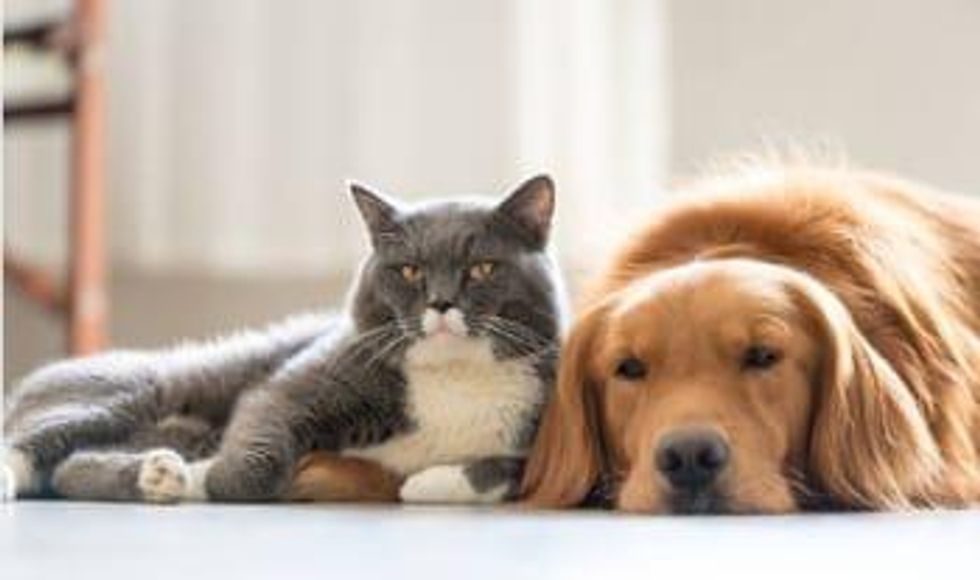 Pharmaceutical Pet Market Could Reach $69 Billion by 2020