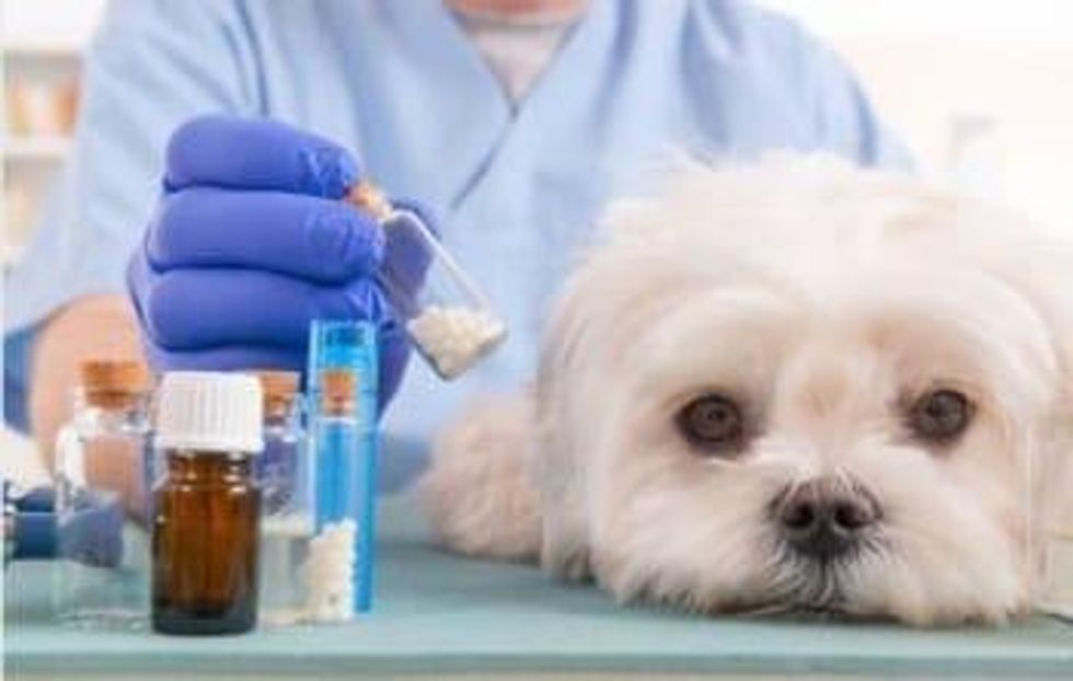 Animal Biotech Market Grows Through Genetics