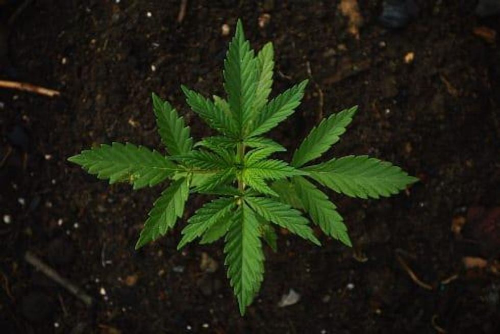 Cannabis Outlook 2020: Consolidation to Take Over Sector