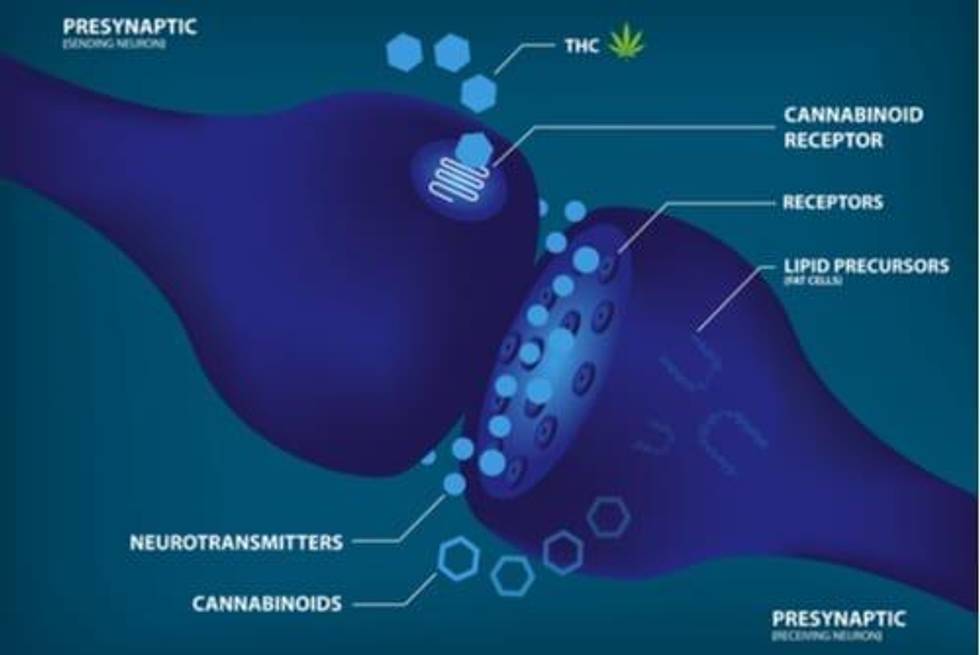 Cannabinoids Creating Potential for New Cannabis Products