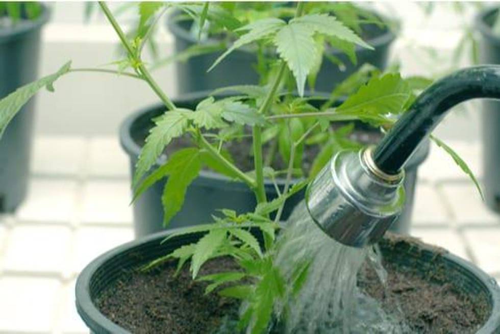 Cannabis Cultivation Creating Demand for Advanced Irrigation Technologies