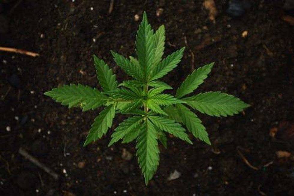 HEXO Reveals Illegal Cannabis Growing Amid Licensing Issues