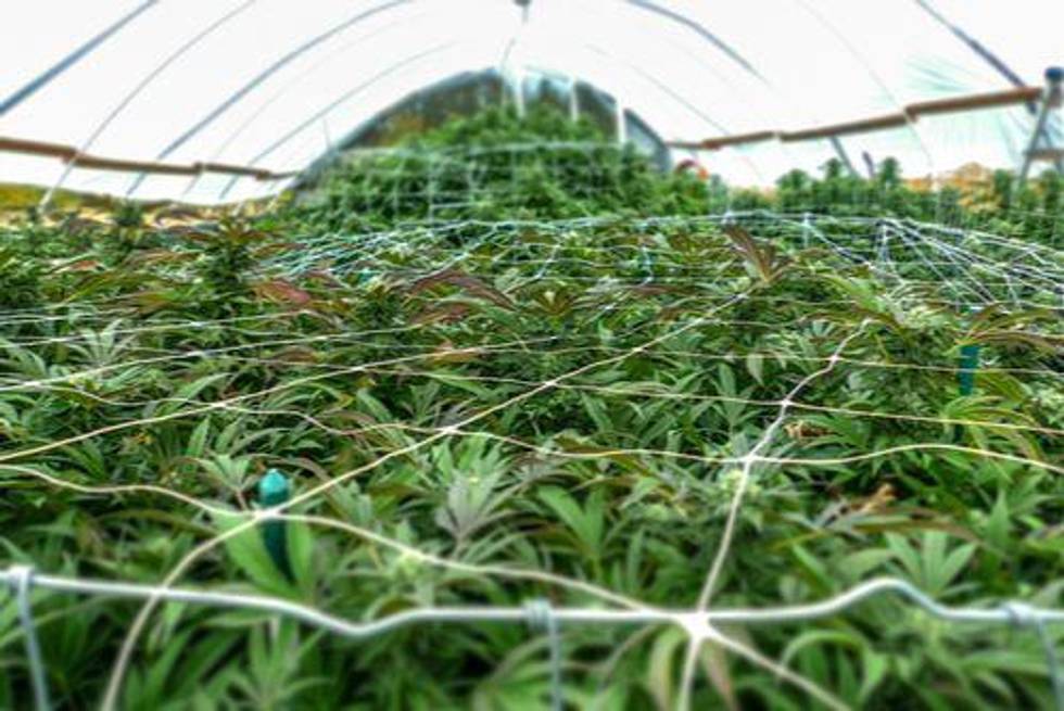 Optimizing Cannabis Production with Innovative Cultivation Systems