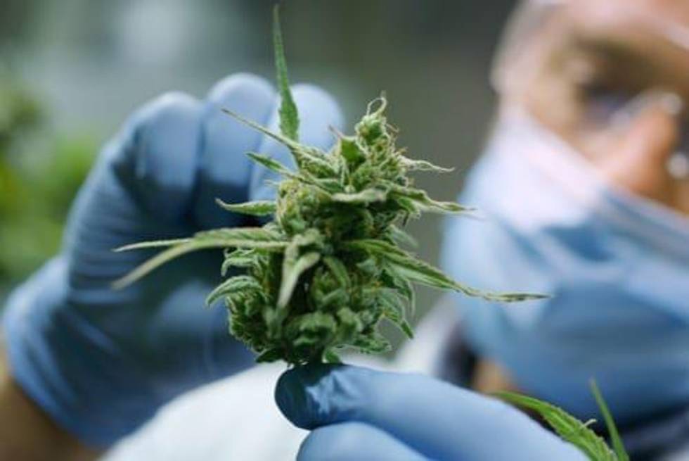 How Cannabis Technology Can Improve Industry Standards