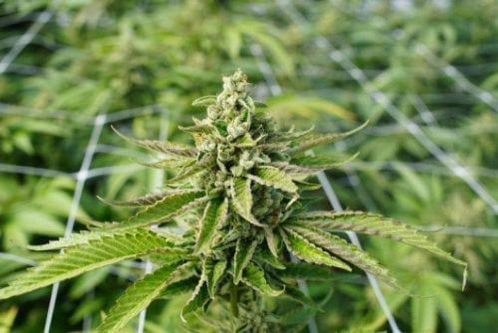 Ex-BC Premier Joins Constellation Brands Board, Praises Canopy