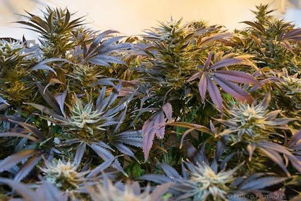 Cannabis Weekly Round-Up: Square Accepts CBD Payments