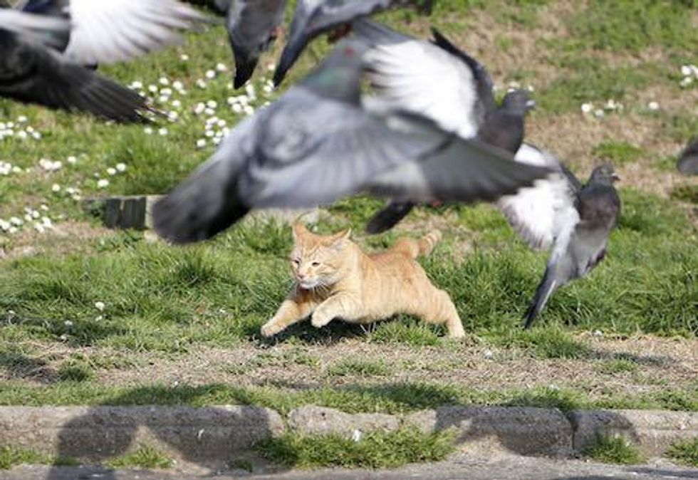 Mutanda Closure “Changes Outlook Considerably” for Cobalt