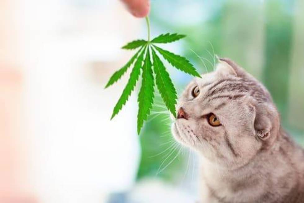CBD Pet Care: One of the Fastest Growing Wellness Market Segments