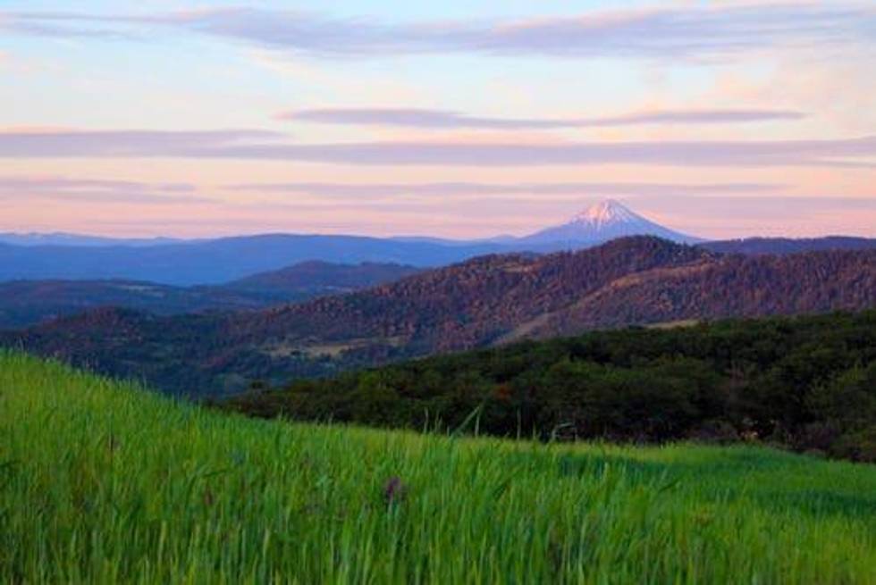 Extracting Value: Oregon’s Cannabis Extract Market Boom