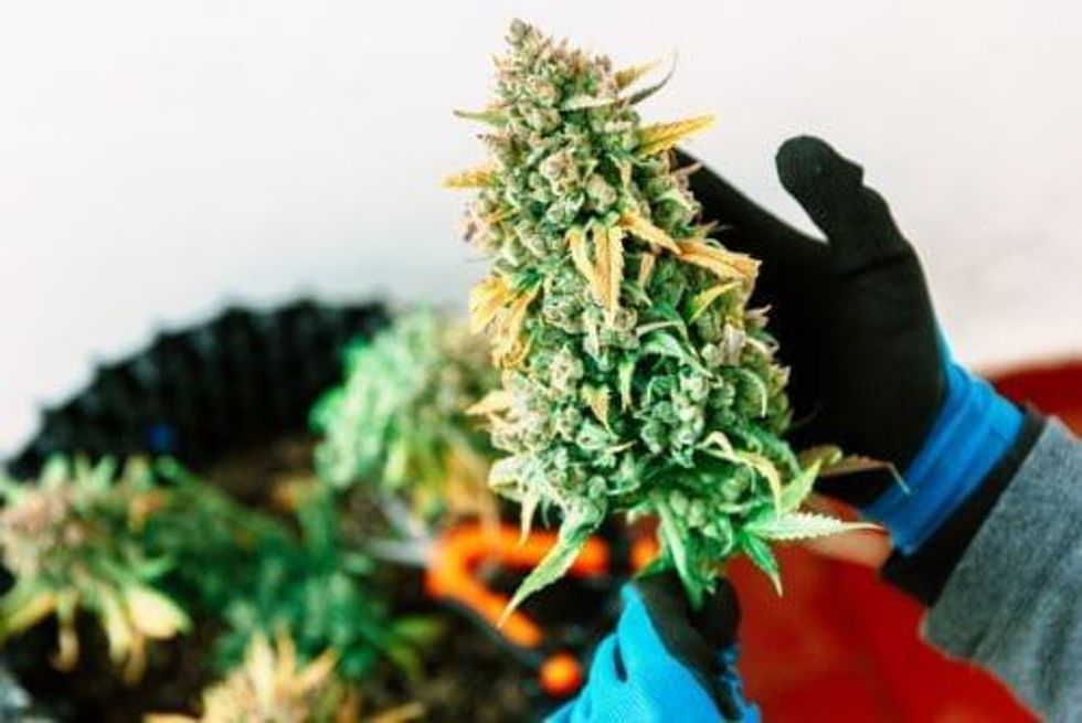 10 Big-Cap Canadian Cannabis Stocks