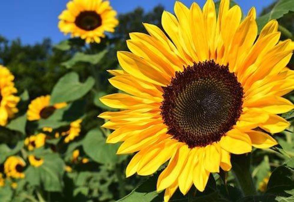 “Free Marketing”: Rare Earths Companies Bask in Global Attention