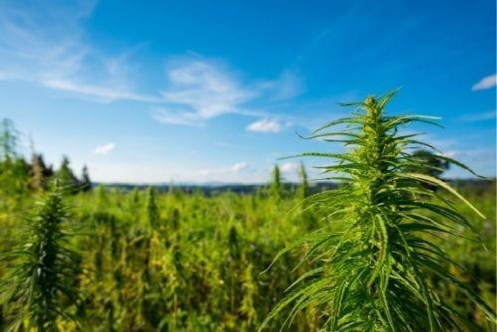 Report: Global Cannabis Market Will Reach US$166 Billion by 2025