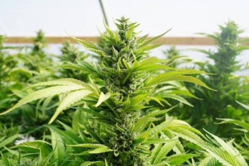 The Reason Cannabis Investors Should Be Watching Tilray