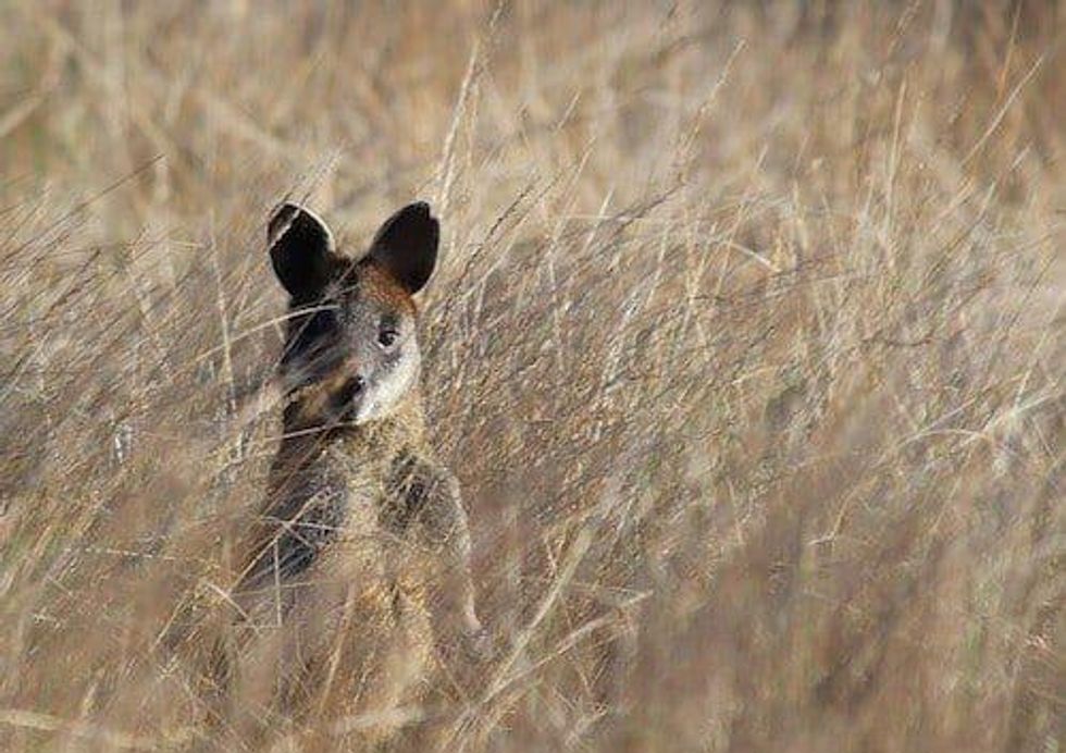 Jupiter Mines Relists on ASX in Largest Mining IPO in Years