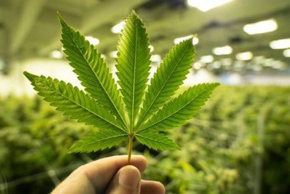 10 Small-cap Cannabis Stocks