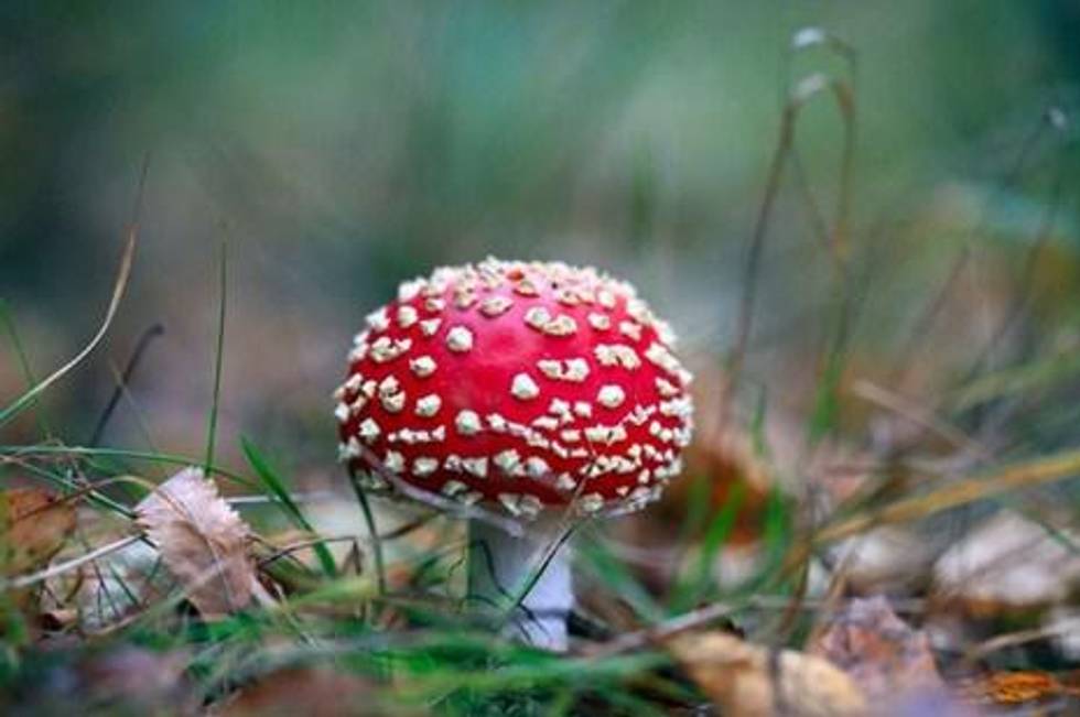 Psyched Wellness Announces Positive Toxicology Assessment and Provides Path to Market for a Legal Psychedelic Mushroom Product