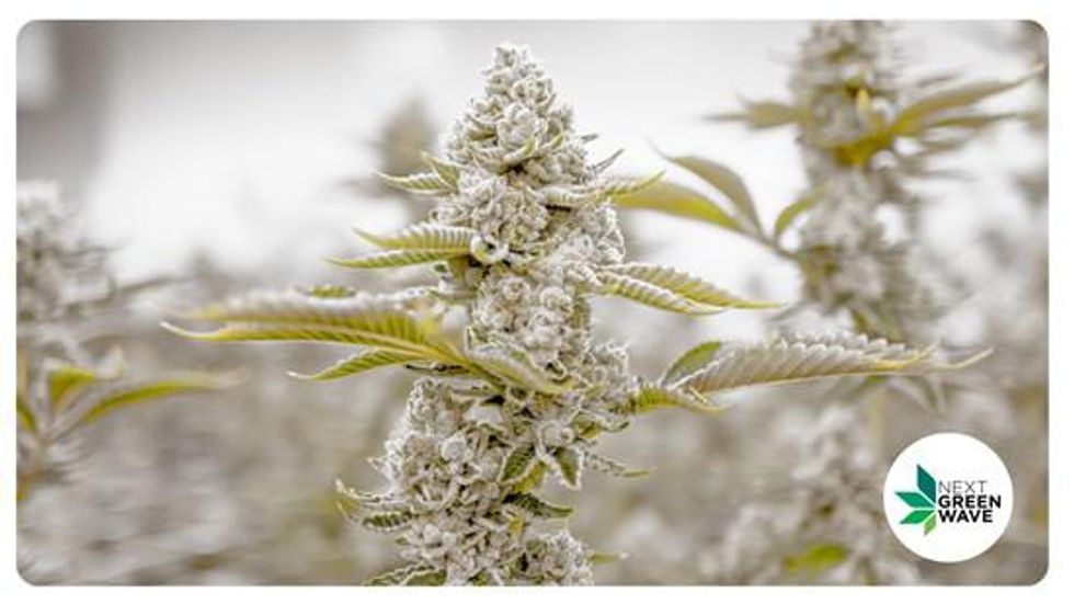 Next Green Wave Records US$1,000,000 Adjusted EBITDA in October 2020